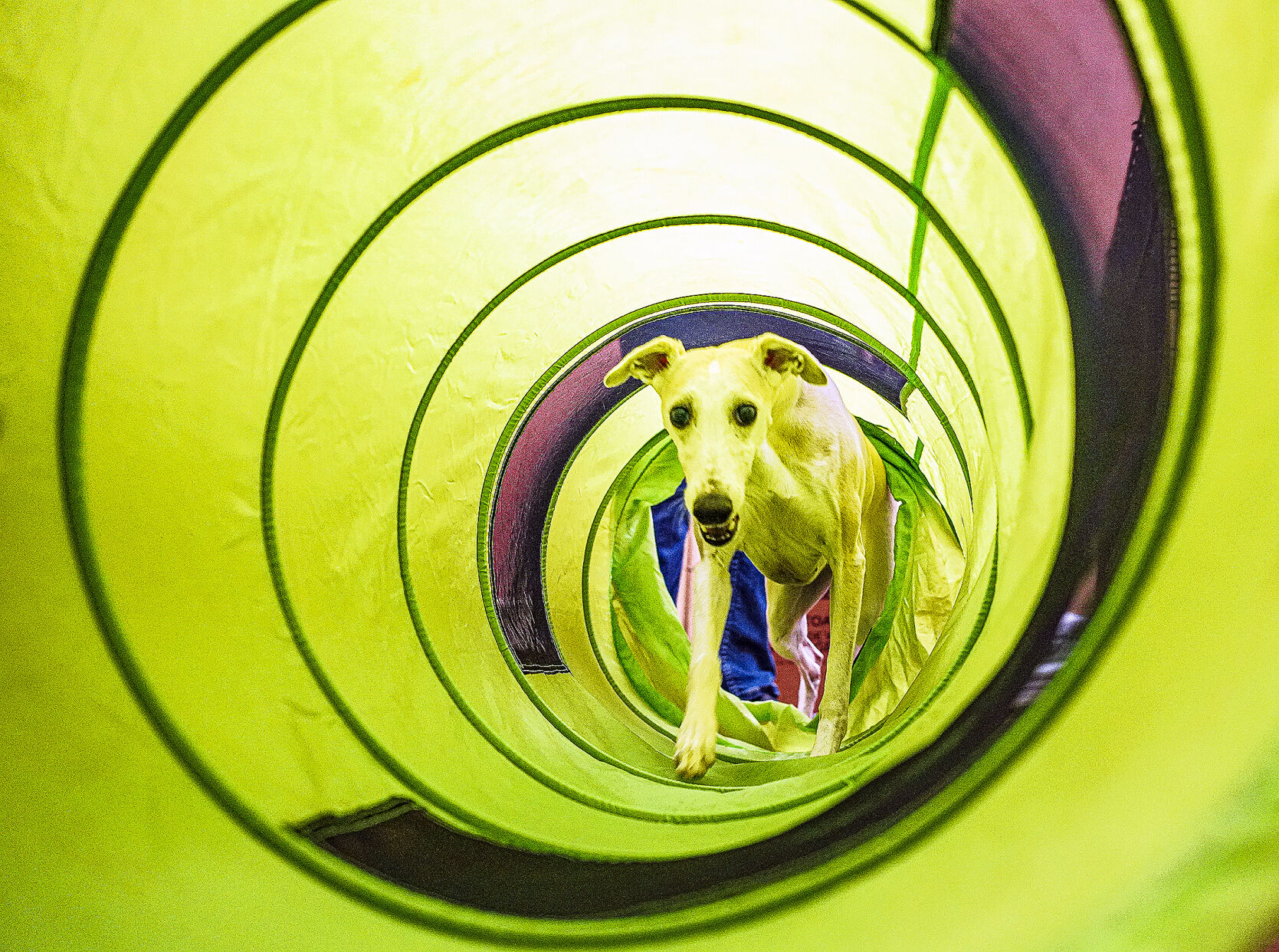 100521_Whippets03-rgb.jpg